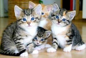Basis Kattentrimmen Kattentrimmen professionals