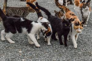 Basis Kattentrimmen opleiding kattentrimmen