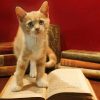 De beste kattenboeken over het gedrag van je kat