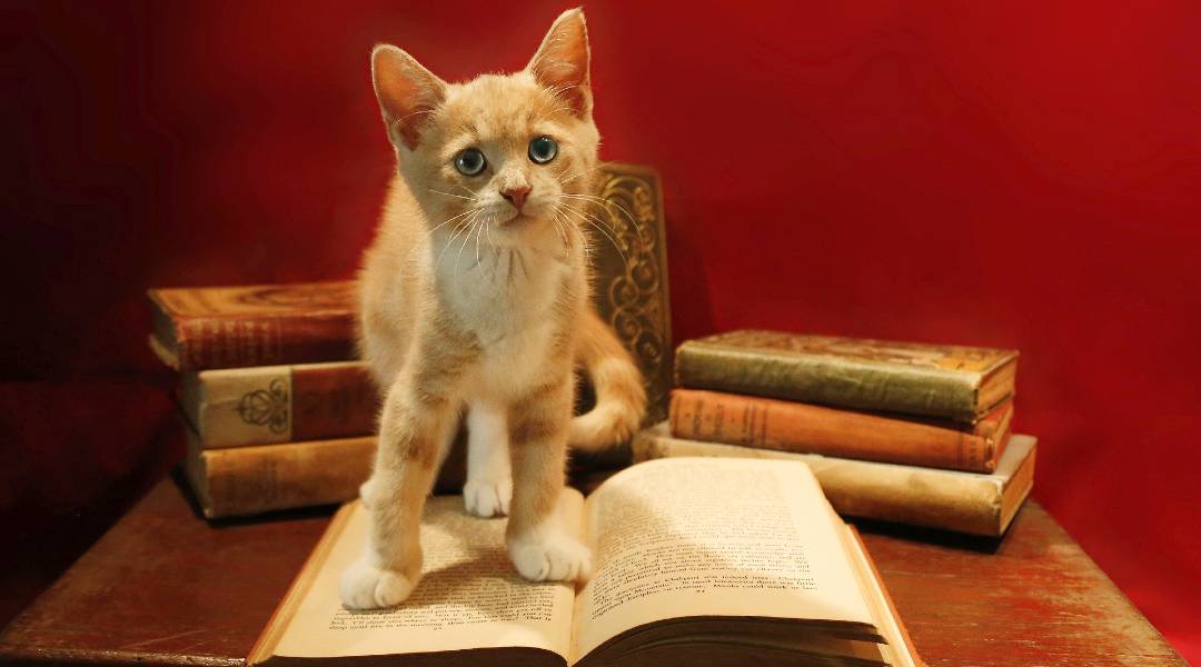 De beste kattenboeken over het gedrag van je kat