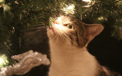 De kat en de kerstboom