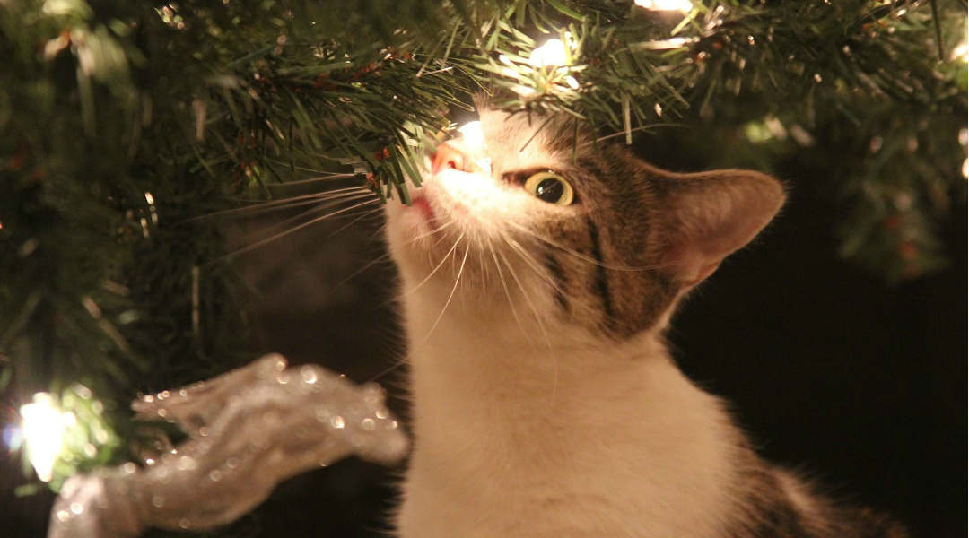 De kat en de kerstboom