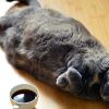 Je kat laten afvallen