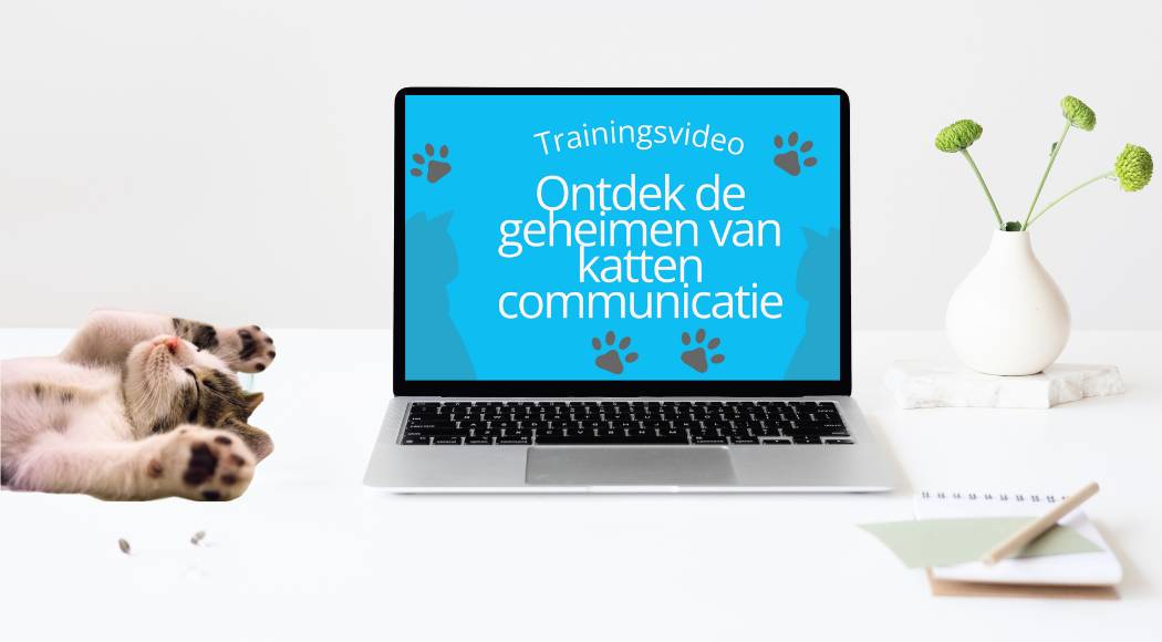 Ontdek de geheimen van kattencommunicatie lichaamstaal kat herkennen