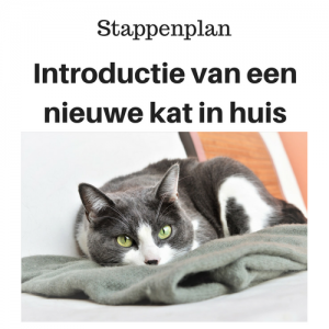 Stappenplan Introductie van een nieuwe kat in huis