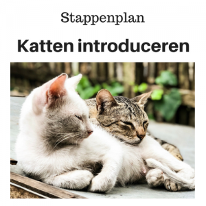 katten aan elkaar laten wennen