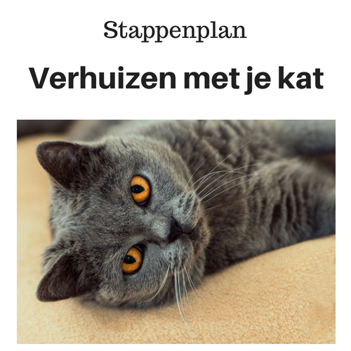 verhuizen met je kat