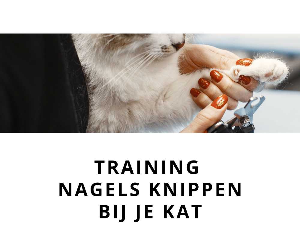 Leer nagels knippen bij je kat