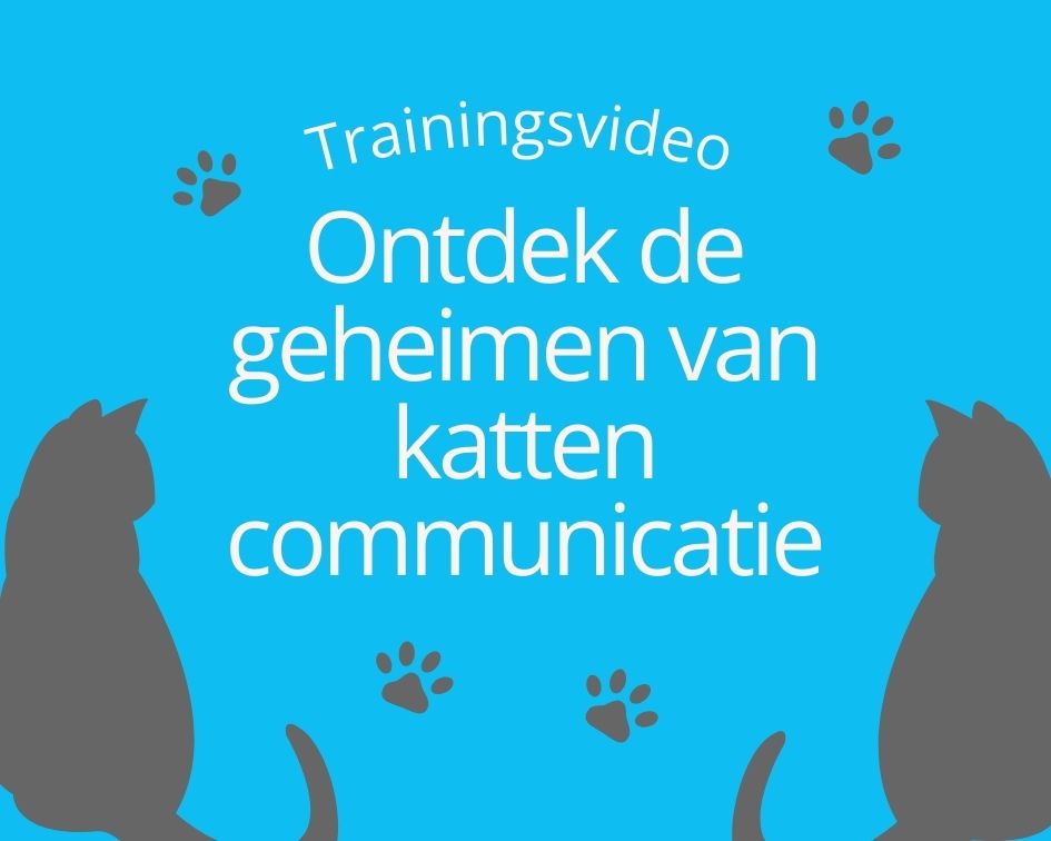 Trainingsvideo Ontdek de geheimen van kattencommunicatie (945 x 756 px)