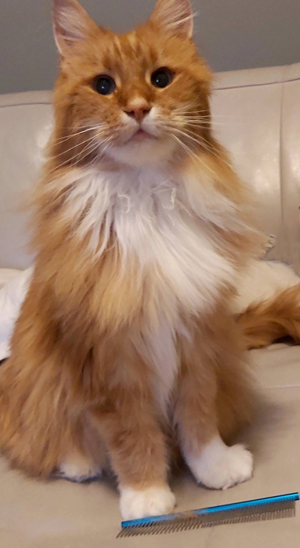 Masterclass Vacht anatomie en de 5 verborgen oorzaken die klitten veroorzaken