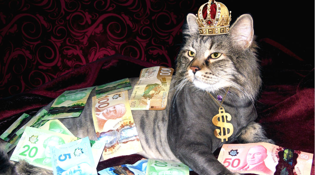 Wat kost een kat? - PUUR Katten