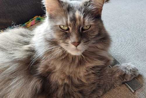 Webinar De Succesformule om je kat moeiteloos te kammen Webinar