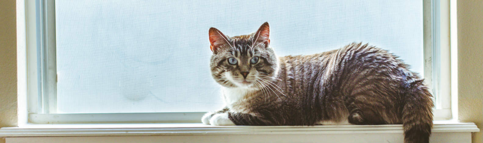 workshops cursussen vachtverzorging katten PUUR Kattencollege