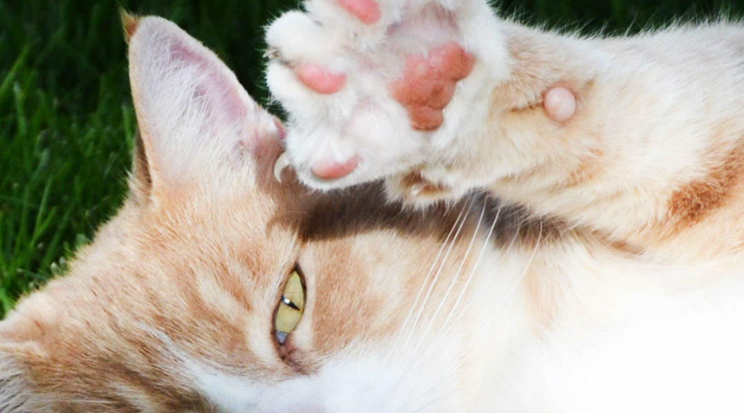 Nagels knippen bij je kat - PUUR Katten